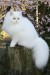 Perská kočička bíla